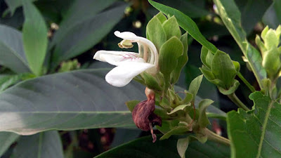 Justicia adhatoda medicinal uses