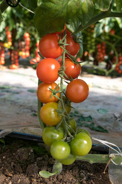 Consorzio di tutela del Pomodoro di Pachino IGP