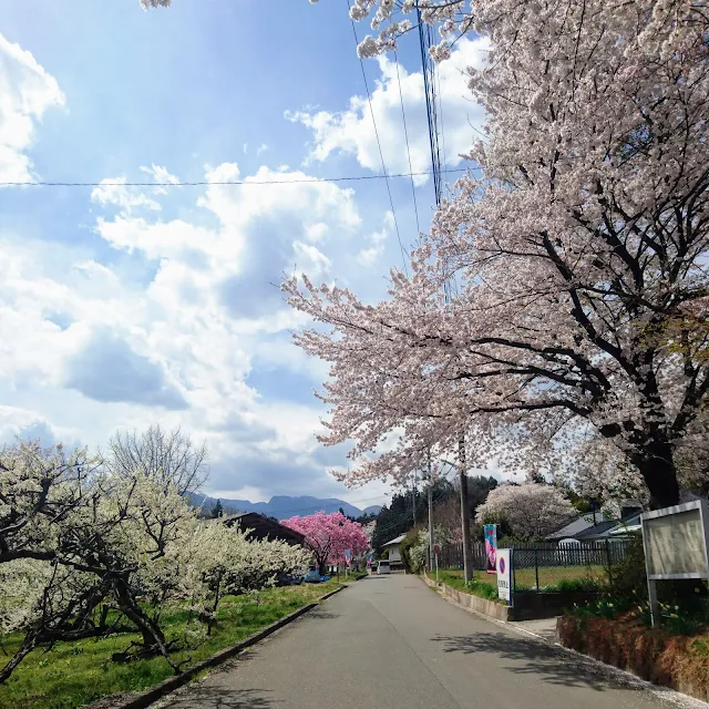 神代桜への道