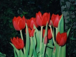  GAMBAR  BUNGA  BUNGA  TULIP 