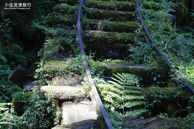 見晴古道最大的特色就是迴曲折的S型鐵道遺跡，經過長時間歲月，已經與當地的蕨類植物共生、融為一體。