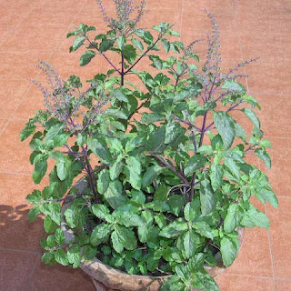 Do you know about Holy Tulsi?