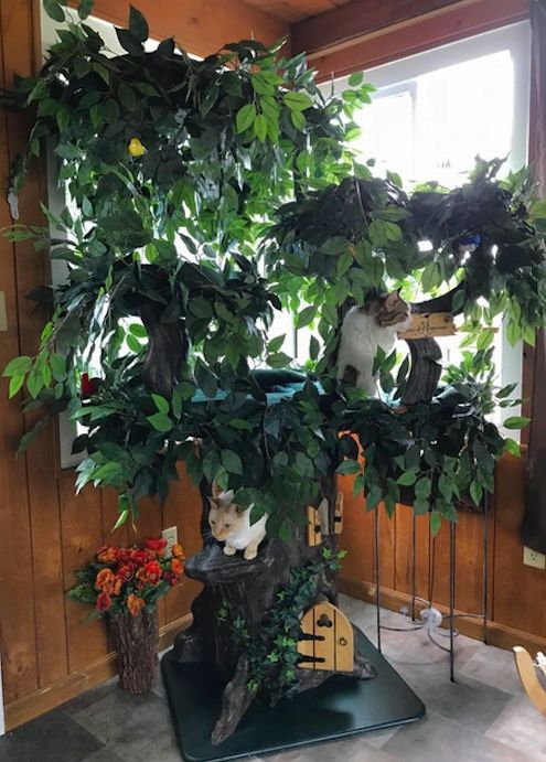 Large Cat Trees