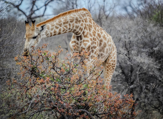 Giraffe Conservation Program