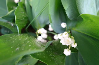 liljekonvalj blad vit trädgård regndroppar