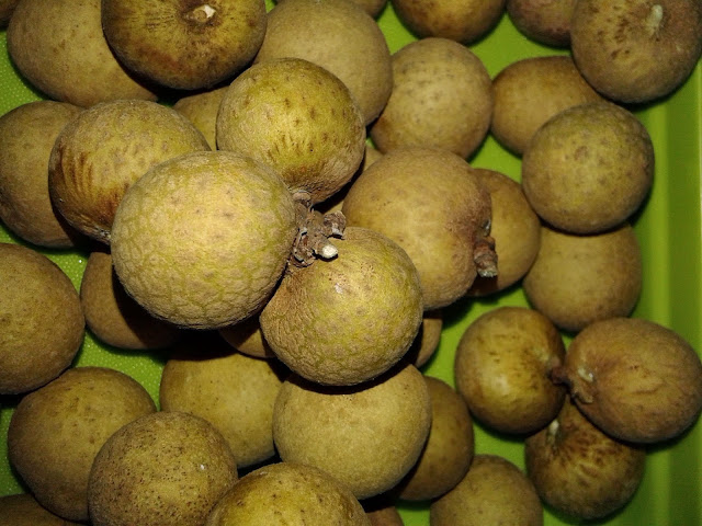 Kumpulan Buah Kelengkeng Sudah Matang