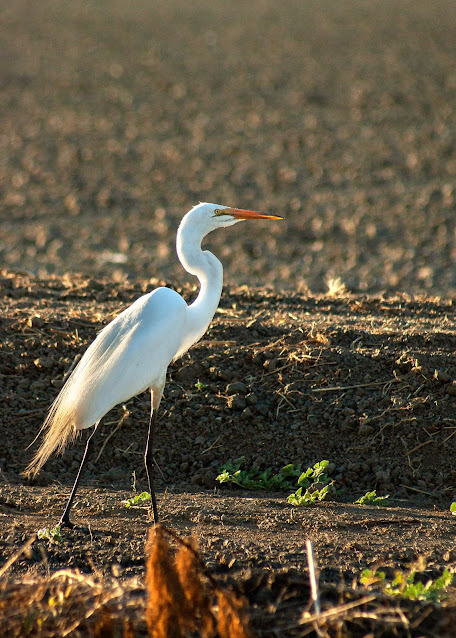 Birdwatching and Nature Vic Fazio Yolo Bypass Wildlife Area