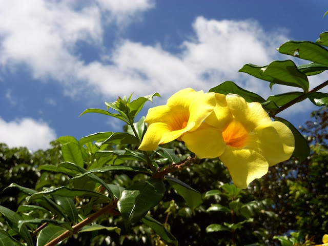 Yellow Bells