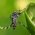  Alertan de un nuevo virus que transmite el mosquito Aedes aegypti en RD