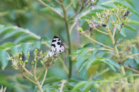 Angled Pierrot