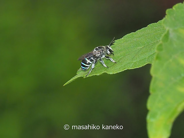 アオスジハナバチ