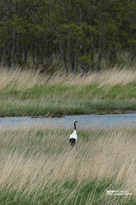 風蓮湖のタンチョウ ≪Red-crowned Crane≫