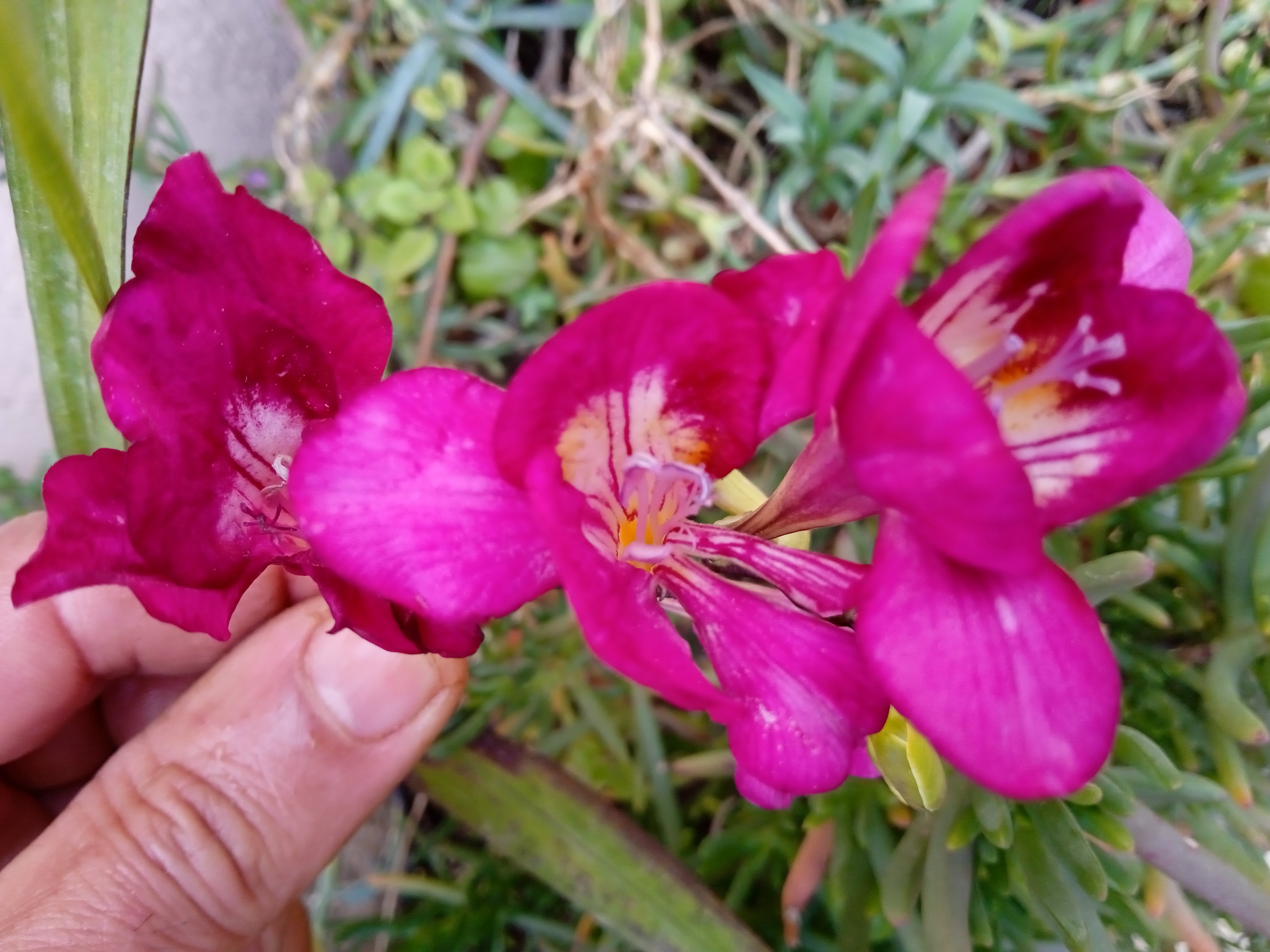 Freesia bloom 10 to 12 weeks after you plant the bulbs "corms", and you can extend the bloom season by planting the bulbs at weekly intervals.
