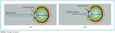 Lensa mata mampu memipih dan mencembung