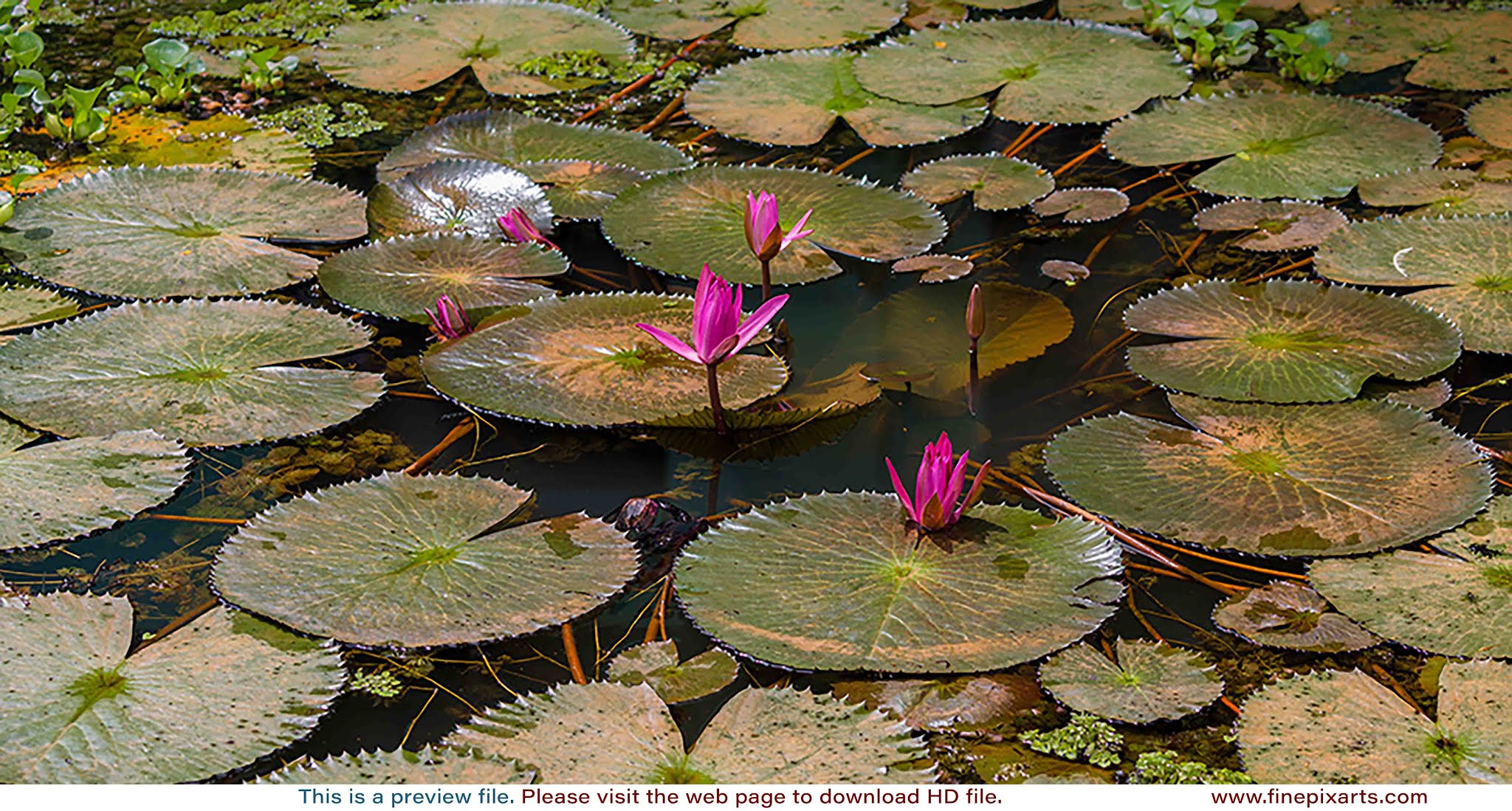 Pink water lily flower 0024