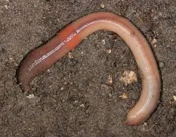 Lumbricus terrestris