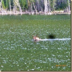 moose 003