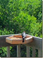 deck feeder