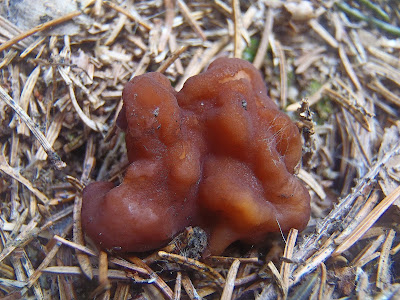  Piestrzenica kasztanowata Gyromitra esculenta