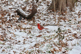 male cardinal on snow