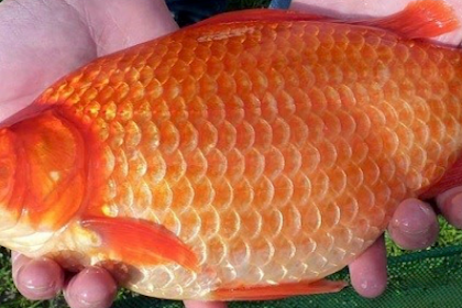 Mengenal Jenis Ikan Mas Sinyonya Varietas Terbaru