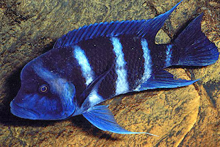 frontosa fish