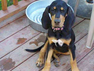 Black and Tan Coonhound Puppies