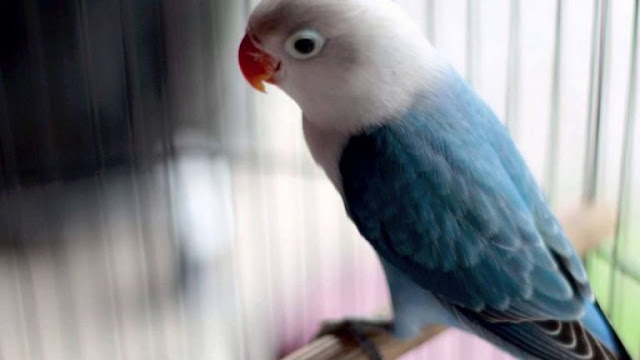 Mengatasi Burung Lovebird Macet Agar Kembali Gacor