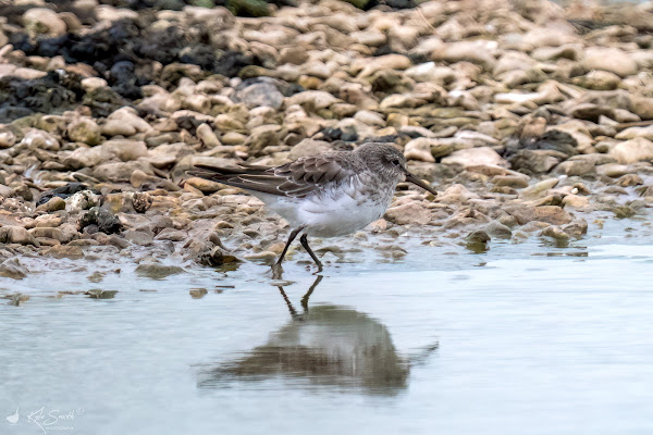 White rumped sandpiper