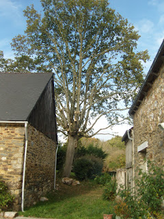 Oak tree, barn and house taken from the patio side