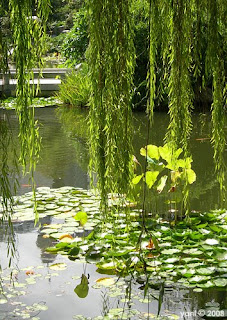 tranquil garden