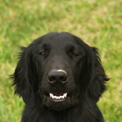 Awkward Dog Smiles Seen On www.coolpicturegallery.us