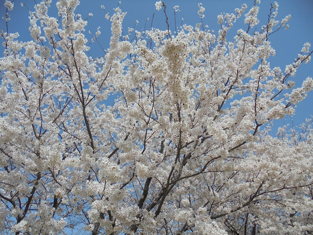 芝生け広場の桜があまりにもきれいなのでまた寄りました