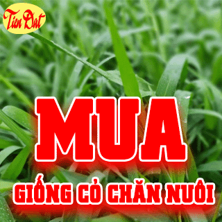 Mua hạt giống cỏ chăn nuôi