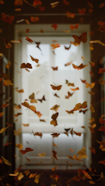 Wallpaper Orange, Butterflies