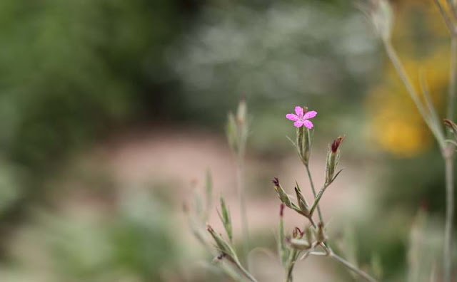 Deptford Pink Flowers Pictures