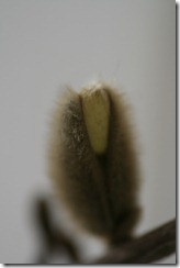 bloggebilder 029