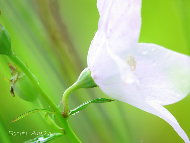 Platycodon grandiflorus