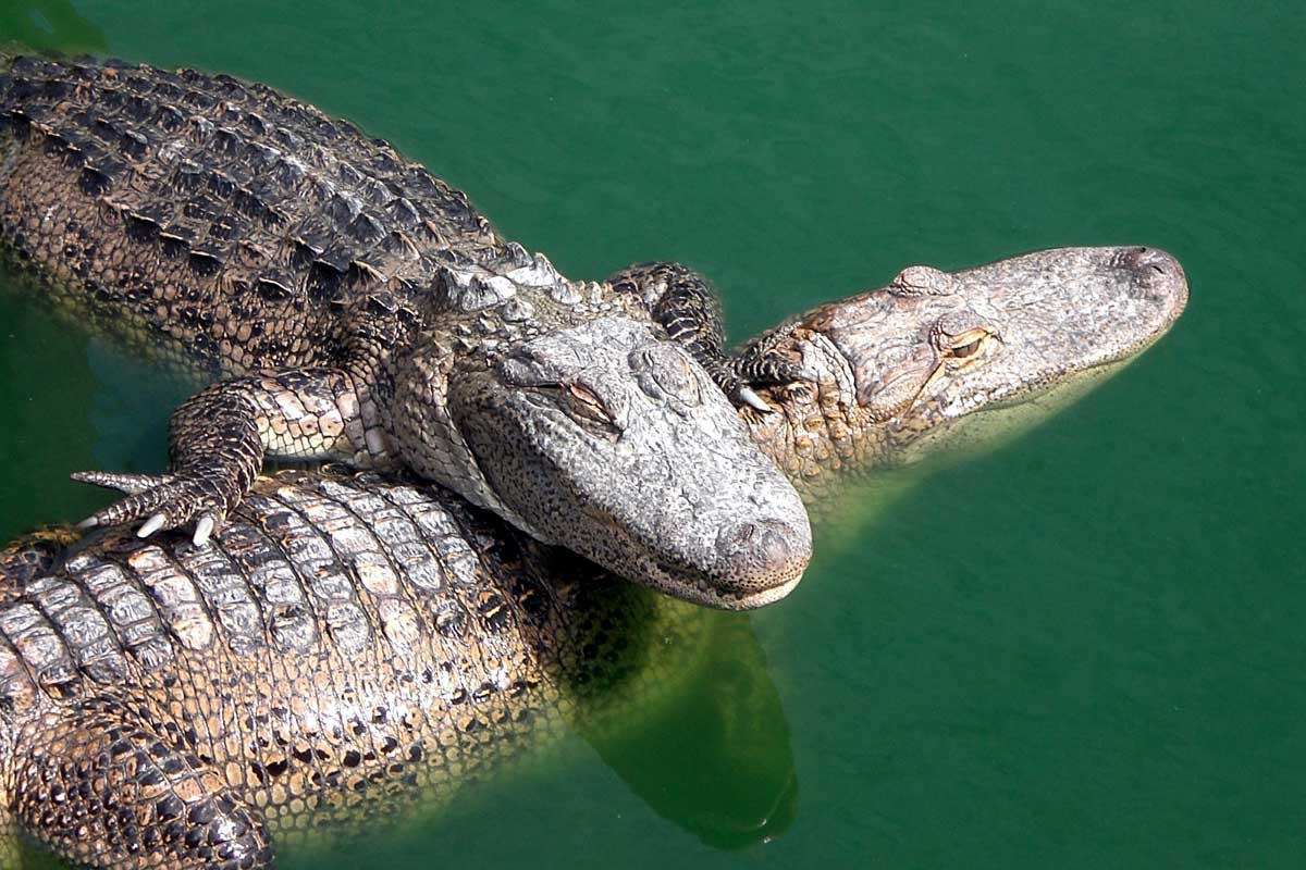 Crocodile The Biggest Animals Kingdom