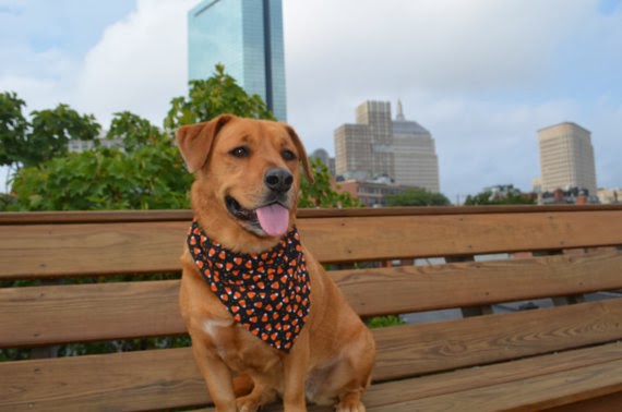 dog with candy corn bandana for Halloween