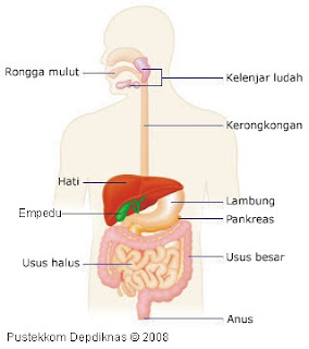 pencernaan makanan