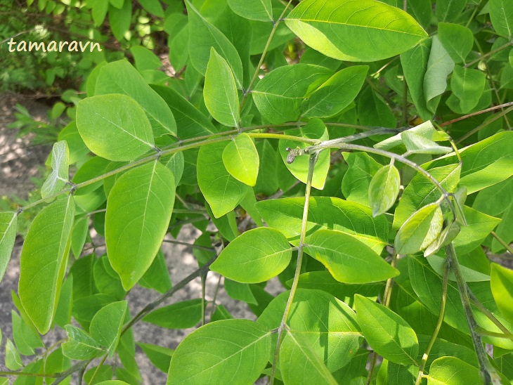 Маакия амурская (Maackia amurensis)