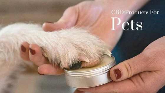 Dog Paw Problems And Symptoms