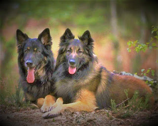 Belgian Shepherd Tervuren History The Belgian Shepherd Tervuren is one of the traditional Belgian breeds. These include:  (long-haired, gray-black, pale, or red); Grendel (long-haired, black); lakenooa (hard-haired); raspberry (short-haired).    In fact, dogs like The Belgian Shepherds have long grown and evolved in this area, however, at some point dog breeders decided to conduct a study, and identify the main types of dogs. However, it was the breeders who subsequently divided the Belgian Shepherd into four main types. In particular, the breed tervure has its own history.  The name of the breed, known in its homeland as Chien de Berger Belge comes from the village of Tervuren, where a breeder named M.F. Corbeil lived. In the early 20th century, he thought it was possible to cross black and fawn dogs to standardize modern Tervuren.  Tervuren - the dog is really versatile. Before the industrial era seriously captured Belgium, these pets were really needed by people, and first of all - farmers. Just because there were still quite a lot of farms, they needed both a reliable guard of the territories and a dog that could help in grazing cattle in the pastures.  When, however, due to the development of the industry, the number of farms decreased, Tervureen remained a watchdog and a companion for ordinary residents who do not conduct farming activities, in addition, it has always been in demand in the barnyards.  Currently, tervure, in addition to the above functions, is also used as police dogs K-9, in border and other troops, in search and rescue operations, and as dogs for the disabled. In addition, the breed tervure - champions at a dog show in agility, as well as in tests for obedience and grazing.   Characteristics of the breed popularity                                                           04/10  training                                                                09/10  size                                                                        07/10  mind                                                                     09/10  protection                                                          06/10  Relationships with children                         09/10  Dexterity                                                             08/10    Breed information country  Belgium  lifetime  12-14 years old  height  Males: 60-66 cm Bitches: 56-62 cm  weight  Males: 25-30 kg Suki: 20-25 kg  Longwool  long-haired  Color  gray-black, fowl, or red  price  800 - 2000 $  Description Tervueren is a large dog with a proportional, muscular physique. The head is moderately long, the eyes are medium-sized, slightly almond-shaped, dark brown. The ears are triangular and straight. The limbs are of medium length, the tail is fluffy, longer than the middle.  The coat is short on the head, but already on the rest of the body is long, especially on the neck and chest, where it forms a collar. The color is gray-black, fawn, or red.     Personality The breed of Tervuren dogs has a very kind and open character, especially in relation to his family. This is truly the perfect companion and a wonderful friend for a person of any age who is always happy to be able to help everyone in his power. These dogs have great intelligence, they understand the person perfectly, are very smart, always feel the situation in the house and, with the right education, always know what can be done and what can not. Thanks to excellent memory remember a lot of commands, moreover, if the dog is well trained it just often understands what is wanted from her, and does everything right.  Behave nobly, intelligently, and discreetly, with strangers who do not show aggression, but are also not too friendly. At least if it's not a family friend whom the pet knows well. On the other hand, much depends on the upbringing, and the ability of the owner to socialize with his dog as effectively as possible. Although, usually, the breed is well aware of the learning process and tends to please the owner.  However, Tervuren has a very high level of energy, which is not surprising for a dog that herds sheep and cows all day long in mountain pastures. It is extremely important to direct the energy in the right direction, otherwise, the independent character can lead to difficulties. You should remember that herding dogs often spent a lot of time away from the owner, and had to make their own decisions.  In addition, do not forget that you will have to provide the animal with the proper level of physical activity, namely - long walks, running, active games. If you can not provide a high level of activity, and the dog will stay at home alone during the day, and you will walk it in the morning for 5 minutes and in the evening for 10, it will end with the fact that it will start nibbling furniture, scatter things and in general, its character will spoil.  It is necessary to clearly understand that the dog needs a close relationship with the owner, and is not suitable for everyone. You really have to spend a lot of time with her. Tervuren is quite sensitive in emotional terms because acutely feels negative in his direction that, over time, accumulates and gives its fruits.  Children are perceived well, they love them by default, can be good nannies, because they feel responsible for them. Like many other herding dogs, they can sometimes bite children by the heels and try to drive them into a room, for example - in the evening. But, it is rather joking, very positive, and always causes a smile.     Teaching The tervure breed needs proper education, which is necessary not only for acquiring skills and memorizing teams but also for character formation. It is important to be a good and fair owner with the dog, as this breed categorically does not accept rough methods of communication and beatings, and very keenly feels injustice. In addition, they generally have a high emotional sensitivity.  The negative accumulates and breaks the character of the dog, making it timid and introverted, but this is only one side of the coin. After all, deeply suppressed heartache can then shoot, the dog will become uncontrollable, will cause trouble and no one can say what will be the secondary cause. Although, with the breed of service this happens very rarely. Rather, the animal will be locked in itself and just often will ignore the owner. They can learn a lot of different commands because not for nothing they are used in search operations and as assistants for the disabled.     Care Longwool needs to be combed at least two to three times a week. Normally, a haircut is required. These dogs are quite shed, and some people even knit socks, mittens, and a scarf from this wool, by the way, very warm and soft.  Eyes should be cleaned daily, ears 2-3 times a week, trim claws three times a month, and bathe the dog at least once a week.  Not recommended for the city or accommodation in the apartment. Tervuren feels best in the countryside with work and enough space to safely roam, run, work and play.     Common diseases The breed of Tervuren dog has a tendency to some diseases, although usually, they are healthy and strong animals:  hip dysplasia; hip malformation; elbow dysplasia; progressive retinal atrophy, which causes vision loss and blindness; epilepsy.