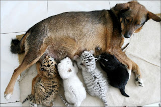 Dog nurses tigers