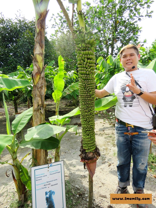 Desaru Fruit Farm