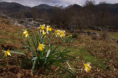 eran las flores miles de narcissus asturiensis tapizaban muchas de las 