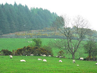 sheep cf copyright kerry dexter