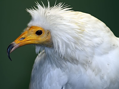 Egyptian vulture