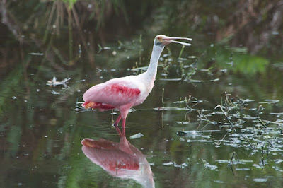 Roseate Spoonbill (Platalea ajaja)